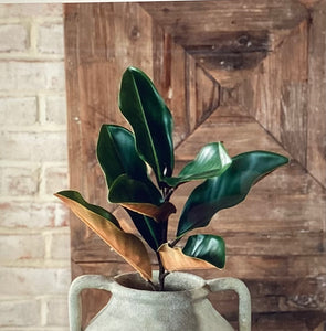 Magnolia Leaf Stem