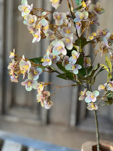 Chaucer Hydrangea