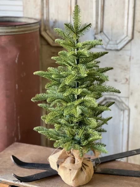 Shetland Spruce Tree