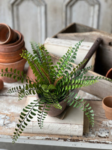 Potted Button Fern