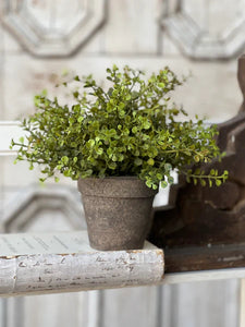 Potted Baby's Grass