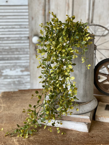 Bog Pimpernel Hanging GN