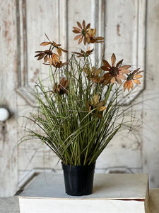 Caraway Coneflower in Pot