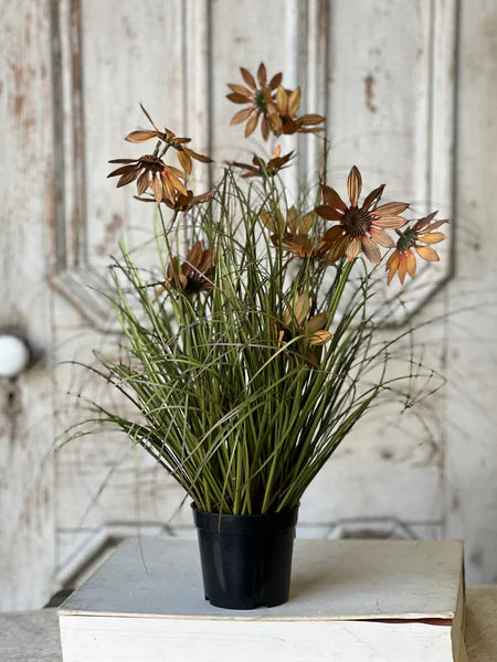 Caraway Coneflower in Pot