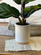 Load image into Gallery viewer, Potted Fig Leaf