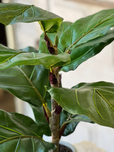 Load image into Gallery viewer, Potted Fig Leaf