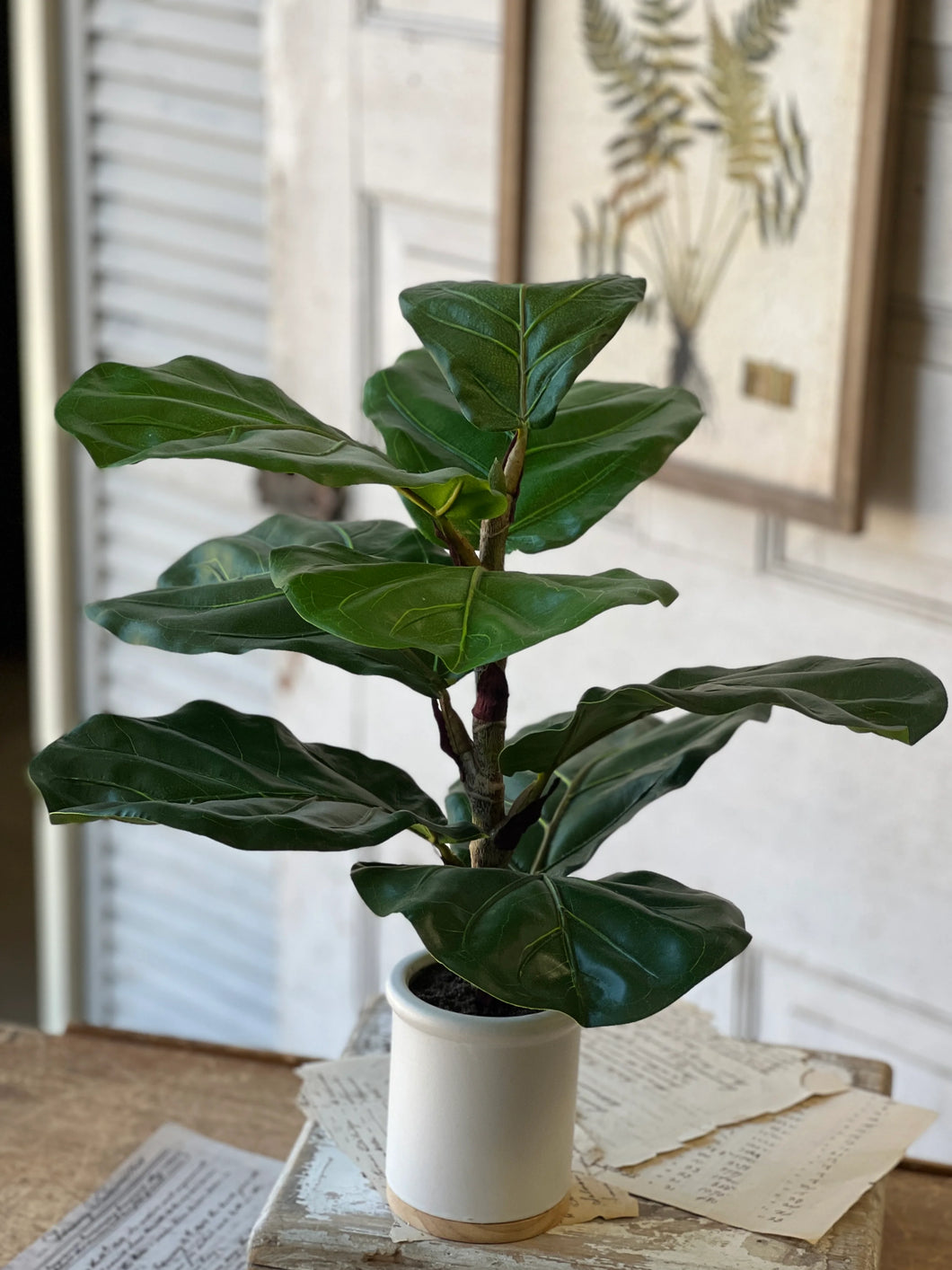 Potted Fig Leaf