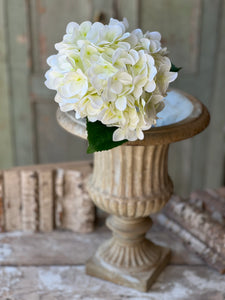 Cameo Hydrangea