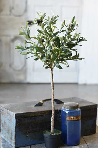 Potted Olive Tree