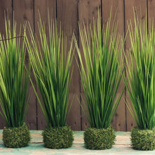 Load image into Gallery viewer, Onion Grass in Grass Base