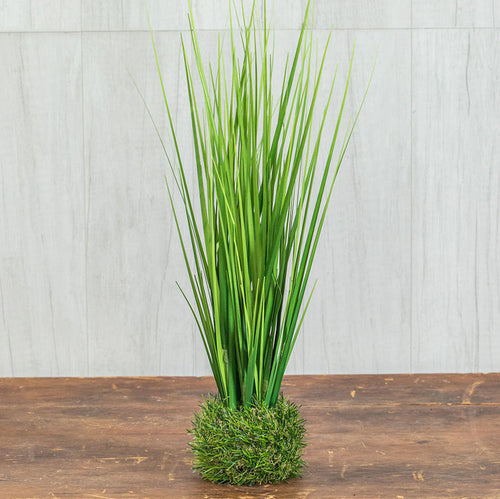 Onion Grass in Grass Base