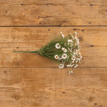 Load image into Gallery viewer, White Daisy Bush