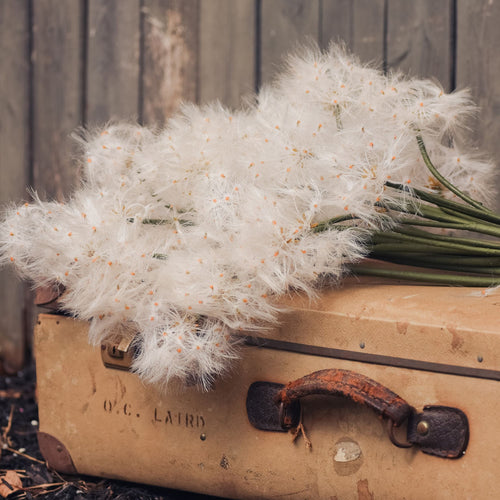 Dandelion Spray