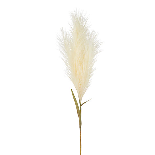 Pampas Plume Grass Stem