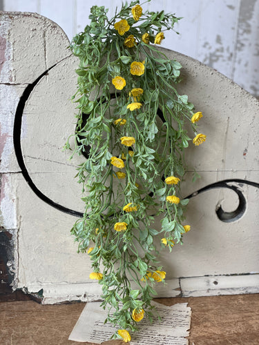 Evening Primrose Hanging