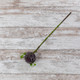 Berry Stem