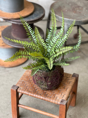 Nested Boston Fern