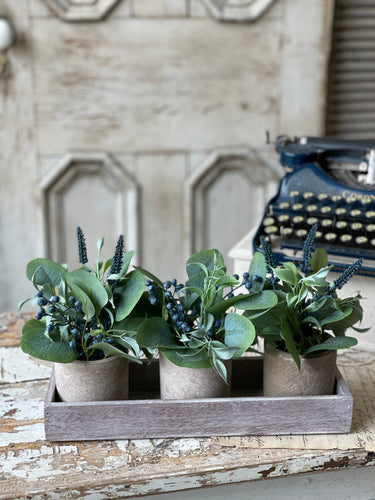 Speedwell Eucalyptus Pot