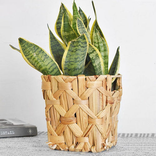 Water Hyacinth Basket