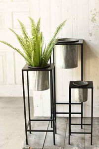 Potted Kimberly Stand Up Fern