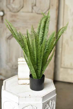 Load image into Gallery viewer, Potted Kimberly Stand Up Fern