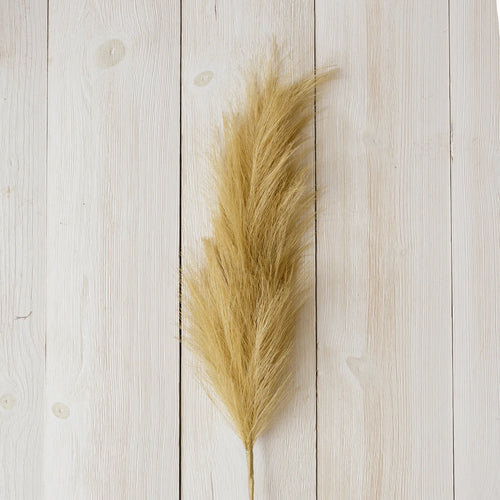 Pampas Grass