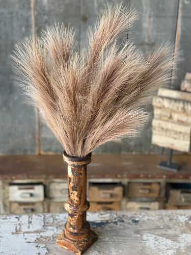 Tawny Plume Grass Bush